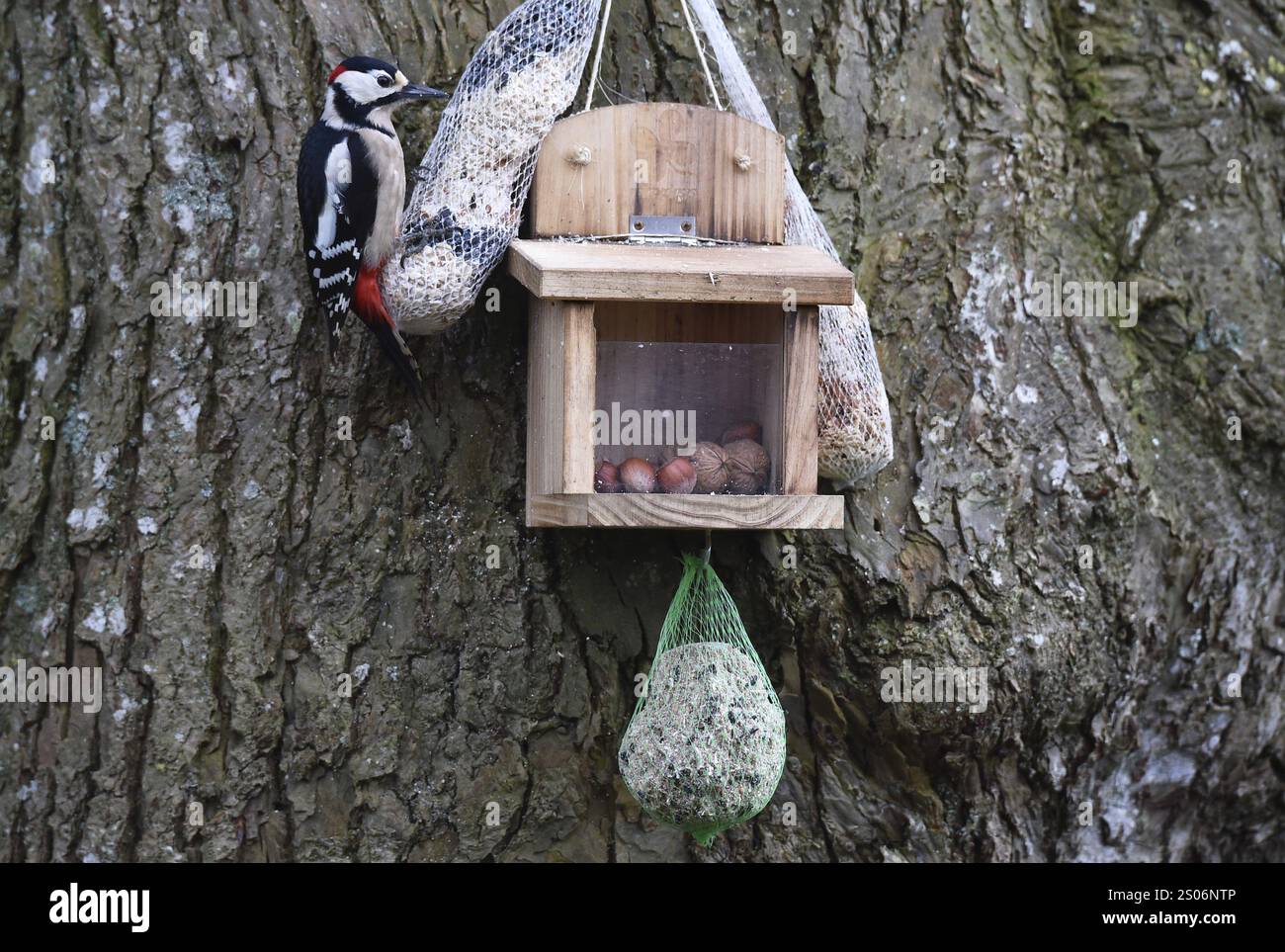 Grand pic tacheté (Dendrocopos major) mangeant de la nourriture pour oiseaux sur un citron vert Banque D'Images