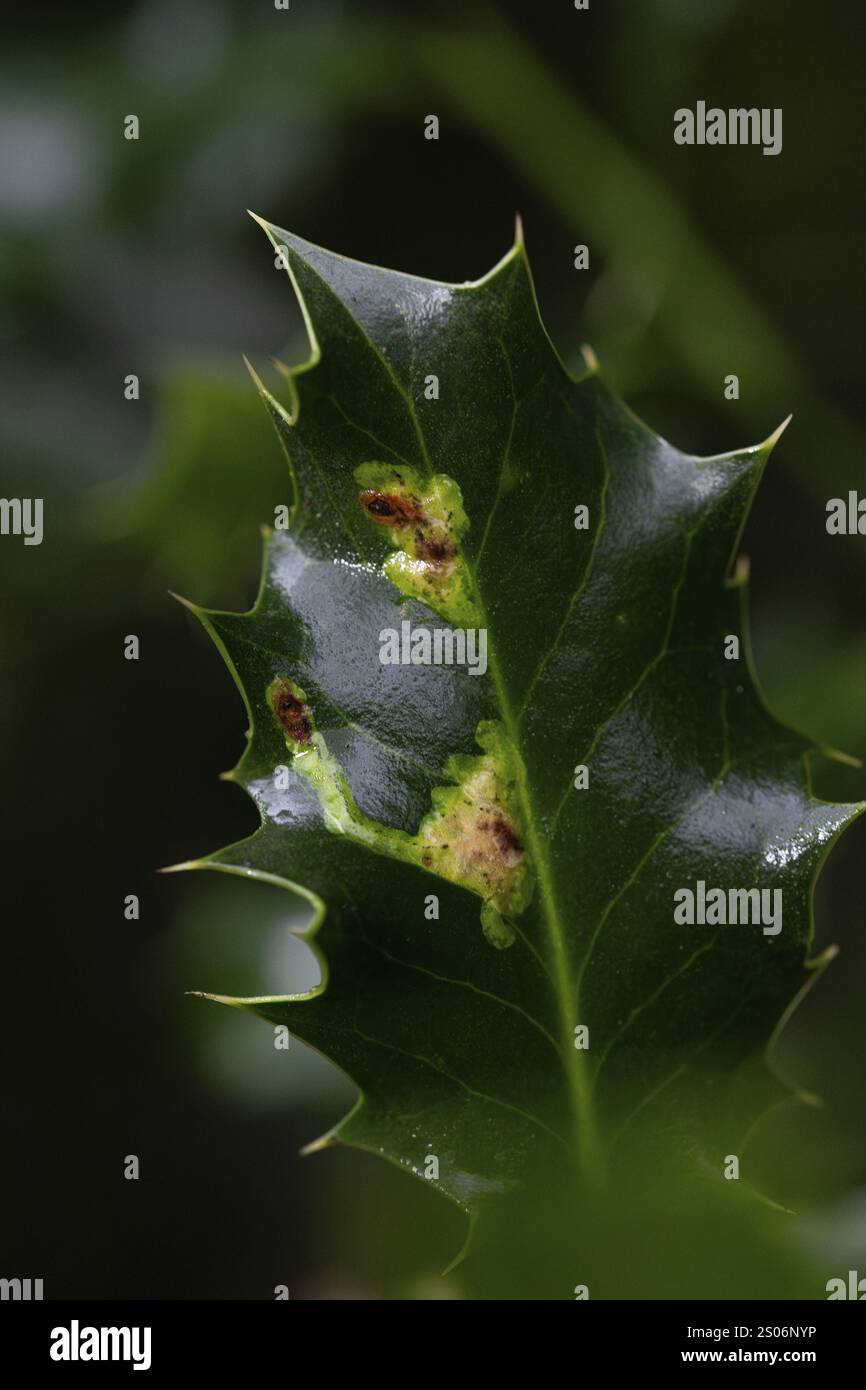 Mouche mineuse à feuilles (Phytomyza ilicis) et houx d'Europe (Ilex aquifolium), nourrissant des traces de larves sur houx, Rhénanie du Nord-Westphalie, Allemagne, Europe Banque D'Images