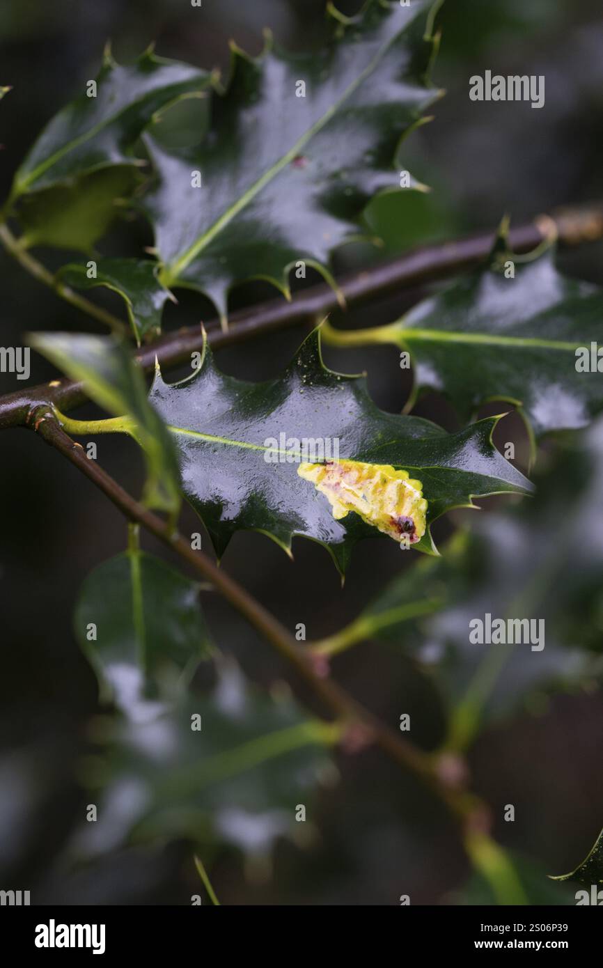 Mouche mineuse à feuilles (Phytomyza ilicis) et houx d'Europe (Ilex aquifolium), nourrissant des traces de larves sur houx, Rhénanie du Nord-Westphalie, Allemagne, Europe Banque D'Images