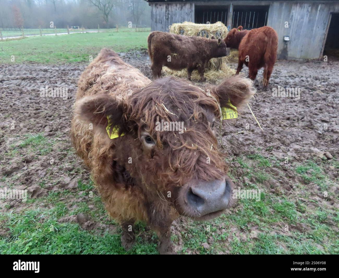...Wer einmal mit Rindern oder Kuehen zu tun hatte der Weiß, wie anhaenglich die Tiere werden könnnen... Galloway Rinder -Neugier Kennt keine Grenzen *** quiconque a jamais eu quelque chose à voir avec le bétail ou les vaches sait à quel point les animaux affectueux peuvent devenir Galloway bétail curiosité ne connaît pas de limites Banque D'Images