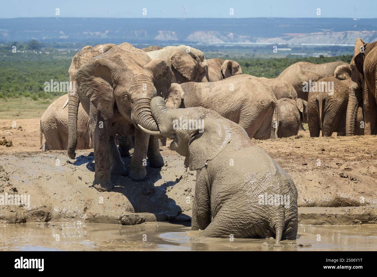 Éléphants d'Afrique nichant au trou d'eau dans le parc national d'Addo, Afrique du Sud Banque D'Images