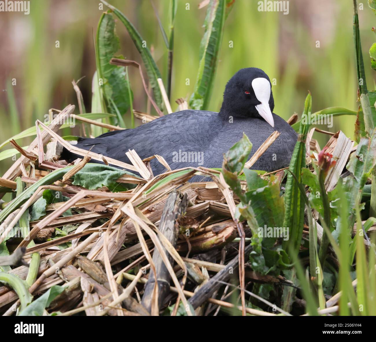 Un Coot (Fulica ; Linnaeus) sur son nid incubant des œufs à Slimbidge WWT Gloucestershire UK Banque D'Images