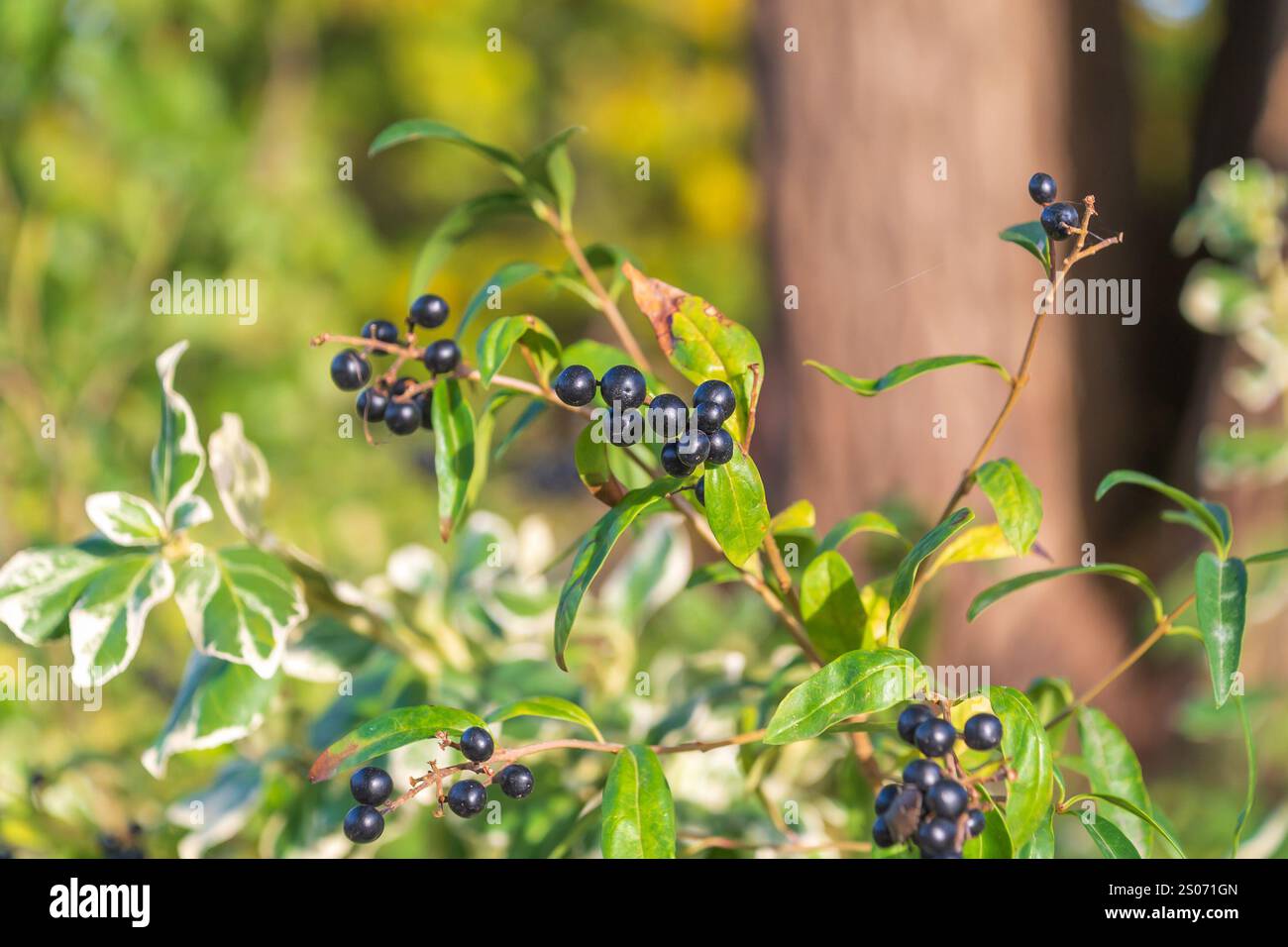 Baies noires de Ligustrum vulgare. Privé sauvage, privé commun, privé européen. un arbuste à feuilles caduques Banque D'Images