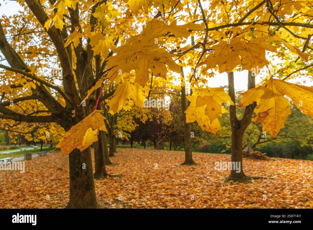 Beau paysage d'automne dans le parc. Feuillage jaune vif. Feuilles tombées. Arrière-plan naturel. Banque D'Images