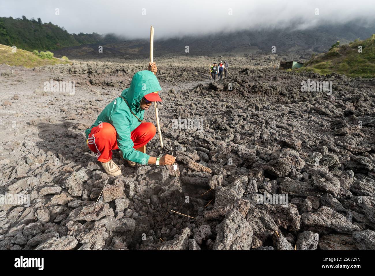 Fonte de la guimauve au volcan Pacaya, Guatemala Banque D'Images