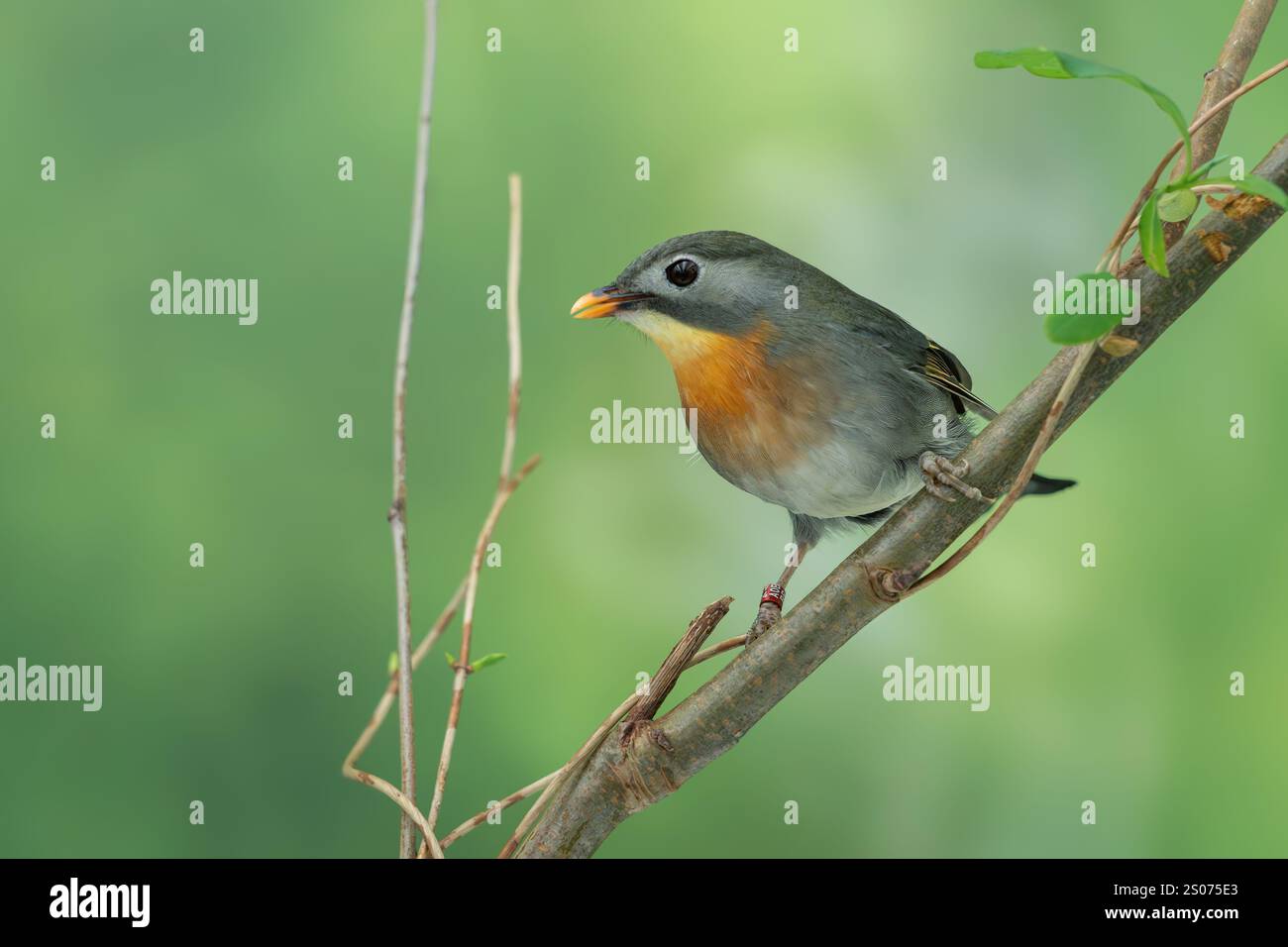 Leiothrix à bec rouge, Leiothrix lutea Banque D'Images