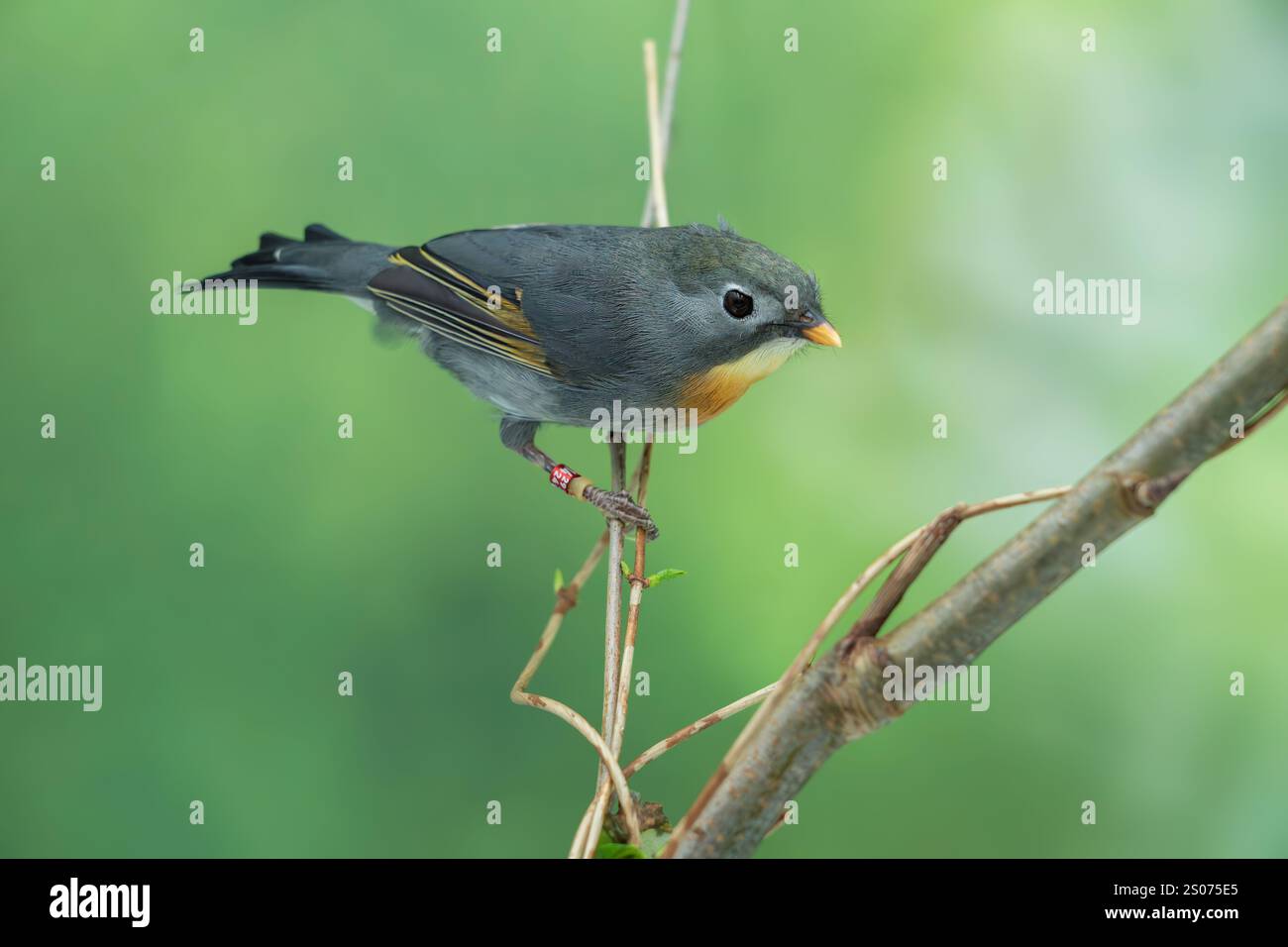 Leiothrix à bec rouge, Leiothrix lutea Banque D'Images