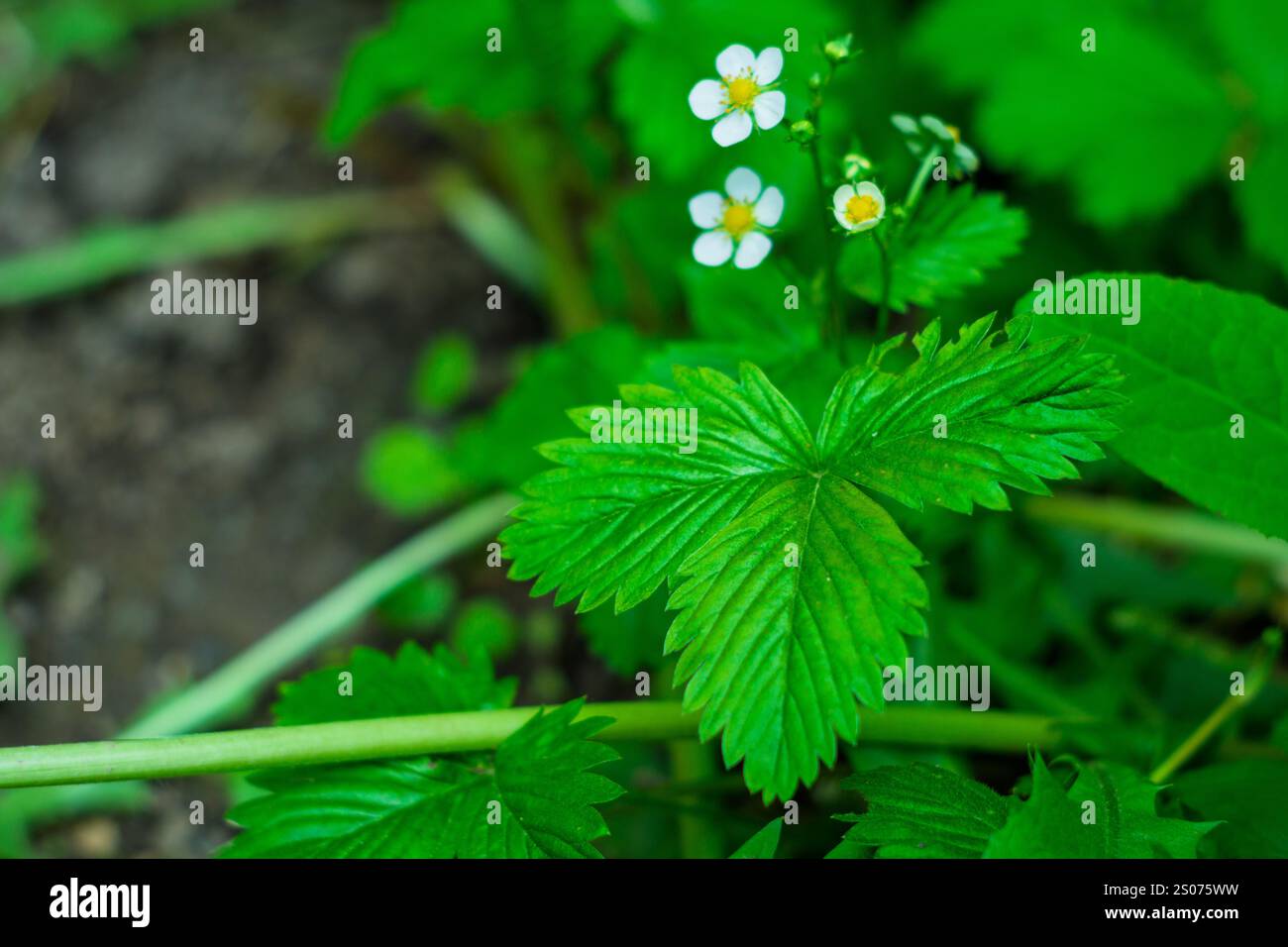 Feuilles de fraise vertes luxuriantes réparties sur le sol, accompagnées de délicates fleurs blanches aux centres jaunes. Un environnement vert vif met en valeur Banque D'Images