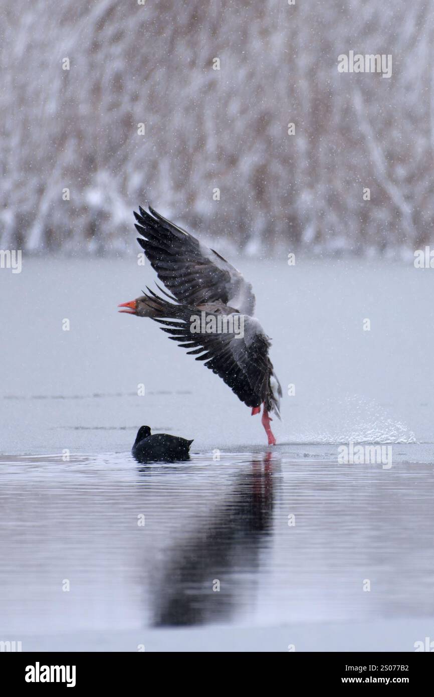 L'oie de Greylag débarquant sur une glace de mer partiellement gelée avec des roseaux couverts de neige sur le fond après la fin avril de fortes chutes de neige à Helsinki, Finlande au col Banque D'Images