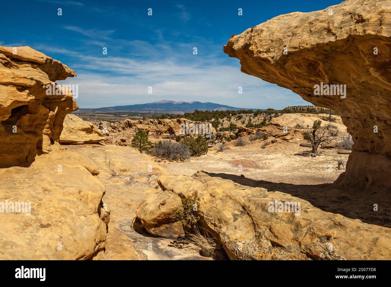 Tsoozil (Mont Taylor), l'un des quatre sommets sacrés du Diné (peuple Navajo), vu depuis les falaises de grès du Monumen national El Malpais Banque D'Images