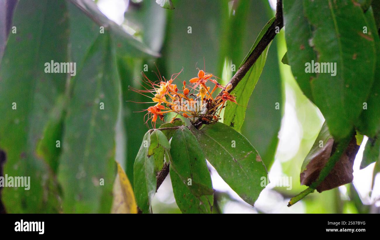 Saraca asoca (arbre ashoka, Pohon asoka) arbre. Dans les cérémonies bouddhistes traditionnelles, la fleur d'Ashoka est toujours présente pour apporter de la beauté Banque D'Images