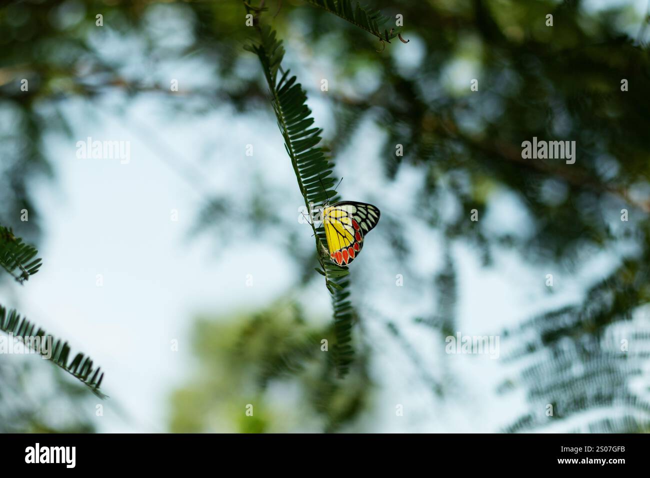 Un papillon jaune reposant sur une feuille verte. Papillon, l'une des nombreuses espèces d'insectes appartenant à plusieurs familles et distribué presque worldwi Banque D'Images