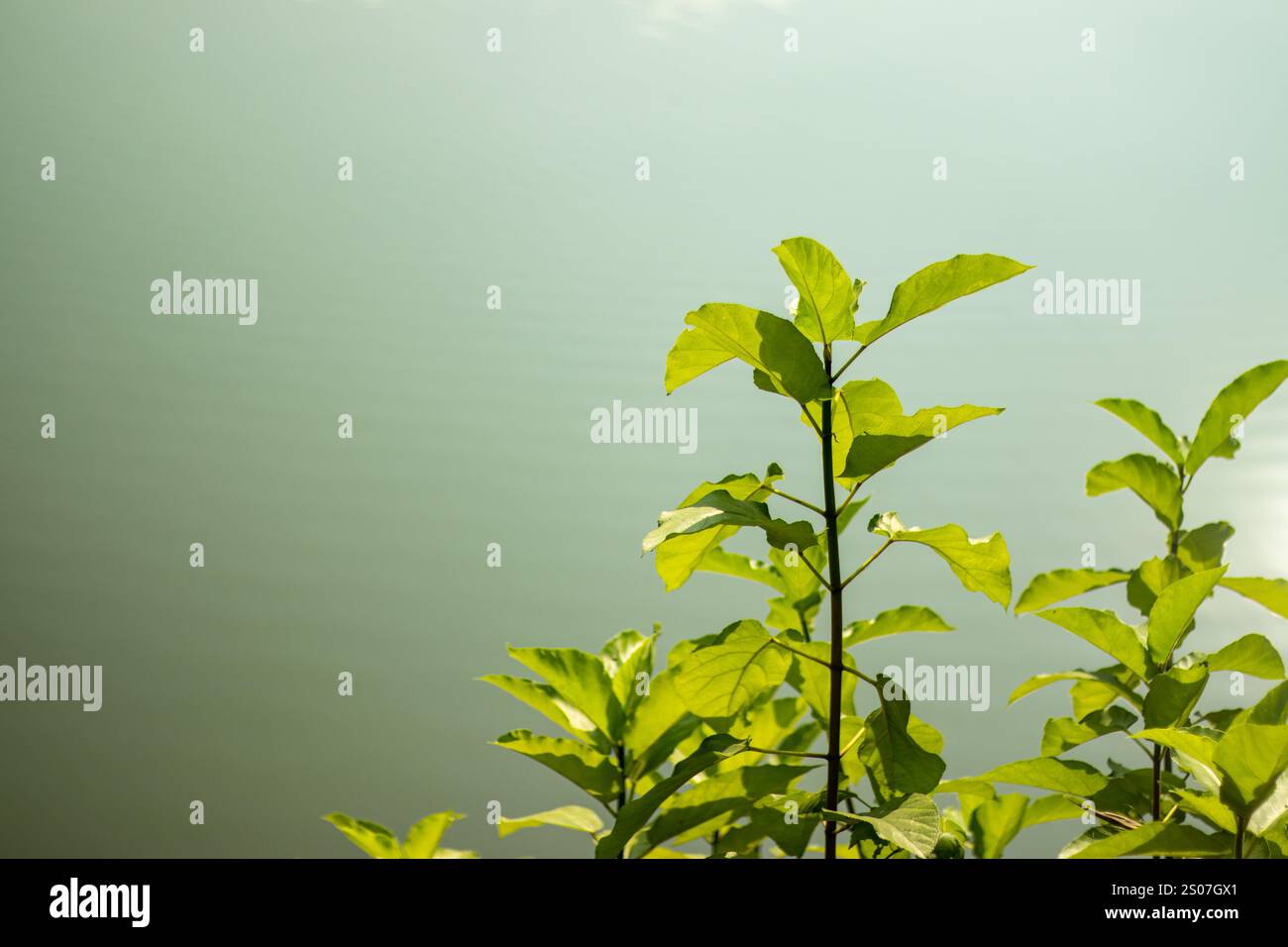 La famille des mûriers Moraceae se compose d'environ 40 genres et d'environ 1 000 espèces d'arbres et d'arbustes à feuilles caduques ou persistantes. Il est appelé Dumur Leaf Banque D'Images