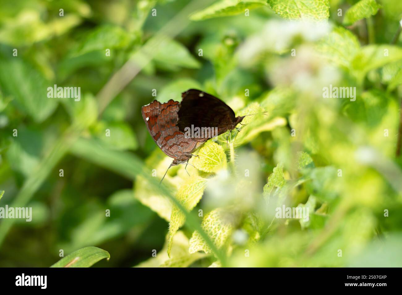 Deux papillons bruns sur une branche verte. Un papillon est l'une des nombreuses espèces d'insectes appartenant à plusieurs familles et distribuées presque dans le monde Banque D'Images