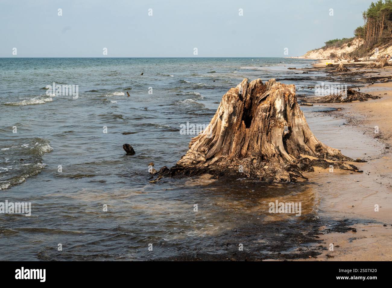 Les anciens troncs d'arbres enfoncés à Czolpino sont les vestiges de la vieille forêt de chênes et une attraction touristique populaire du parc national de Slowinski à la Baltique Banque D'Images