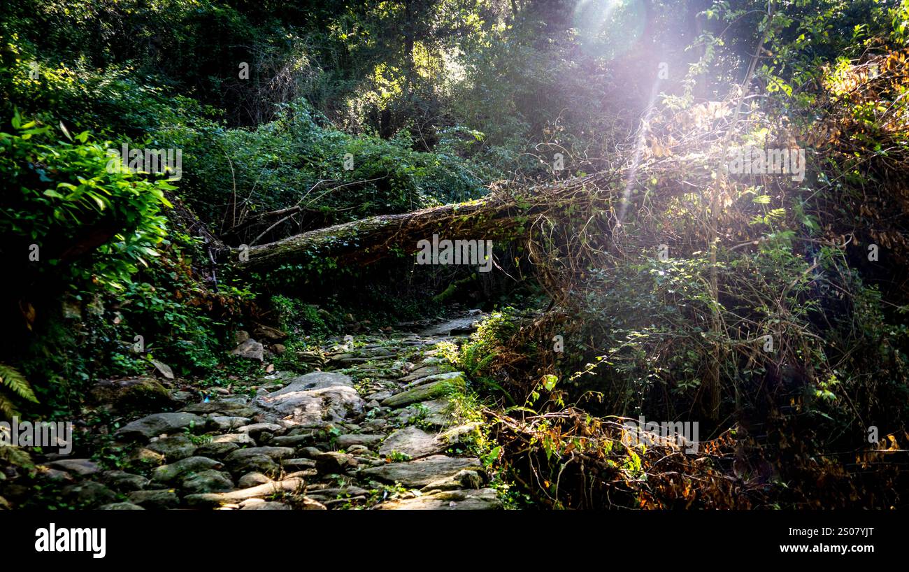 Une scène forestière sereine avec un chemin rocheux bordé de verdure luxuriante. Un arbre tombé ajoute un élément naturel, tandis que la lumière du soleil filtre à travers les arbres, Banque D'Images