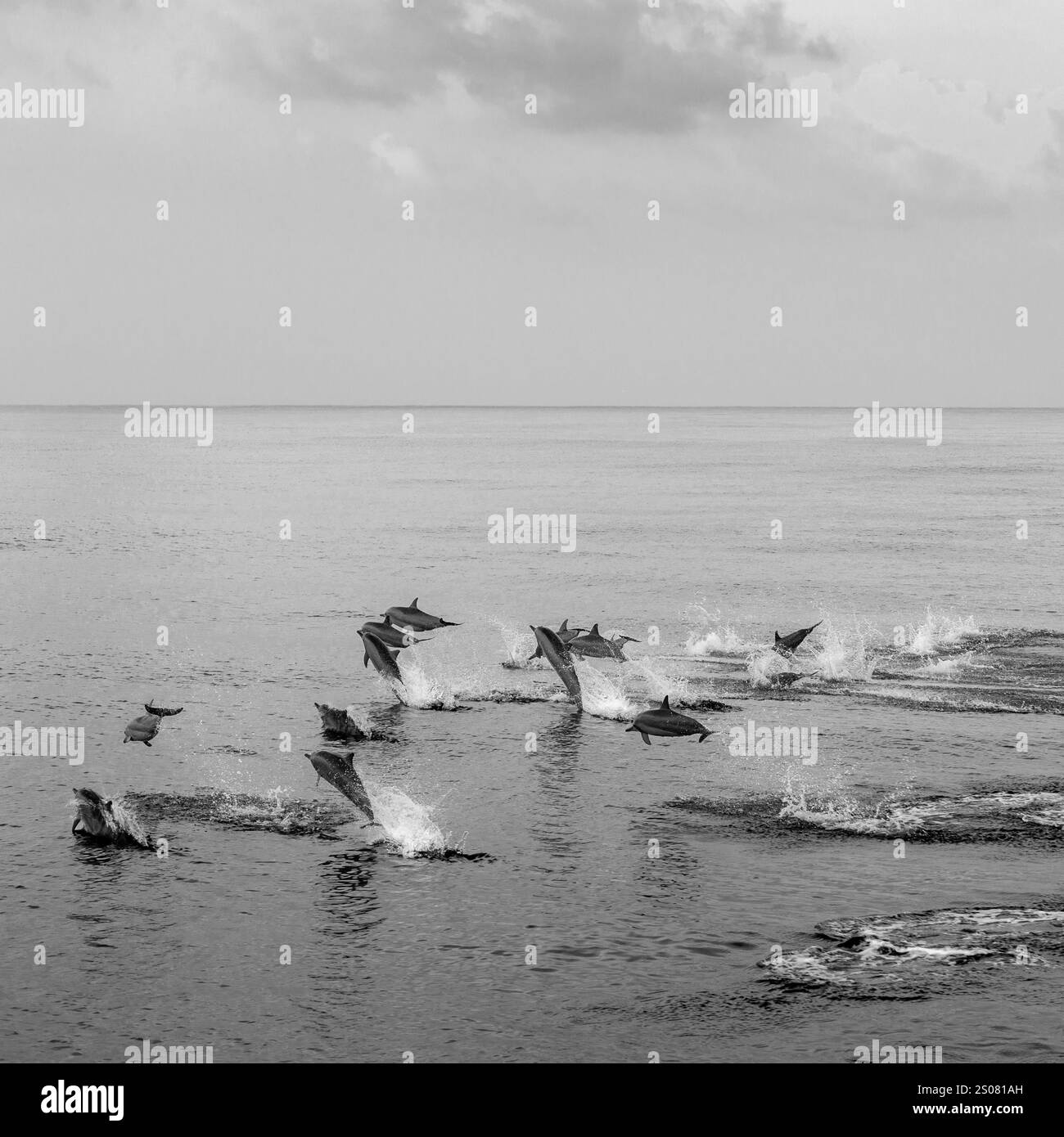 Une nacelle de dauphins saute joyeusement dans l'océan serein, créant des éclaboussures sur fond d'horizon calme. Image dynamique en noir et blanc Banque D'Images