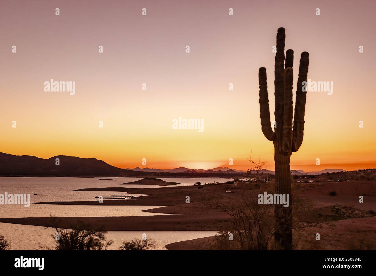 Cactus et coucher de soleil orange doré dans les montagnes du désert de Sonora à Phoenix Arizona Banque D'Images