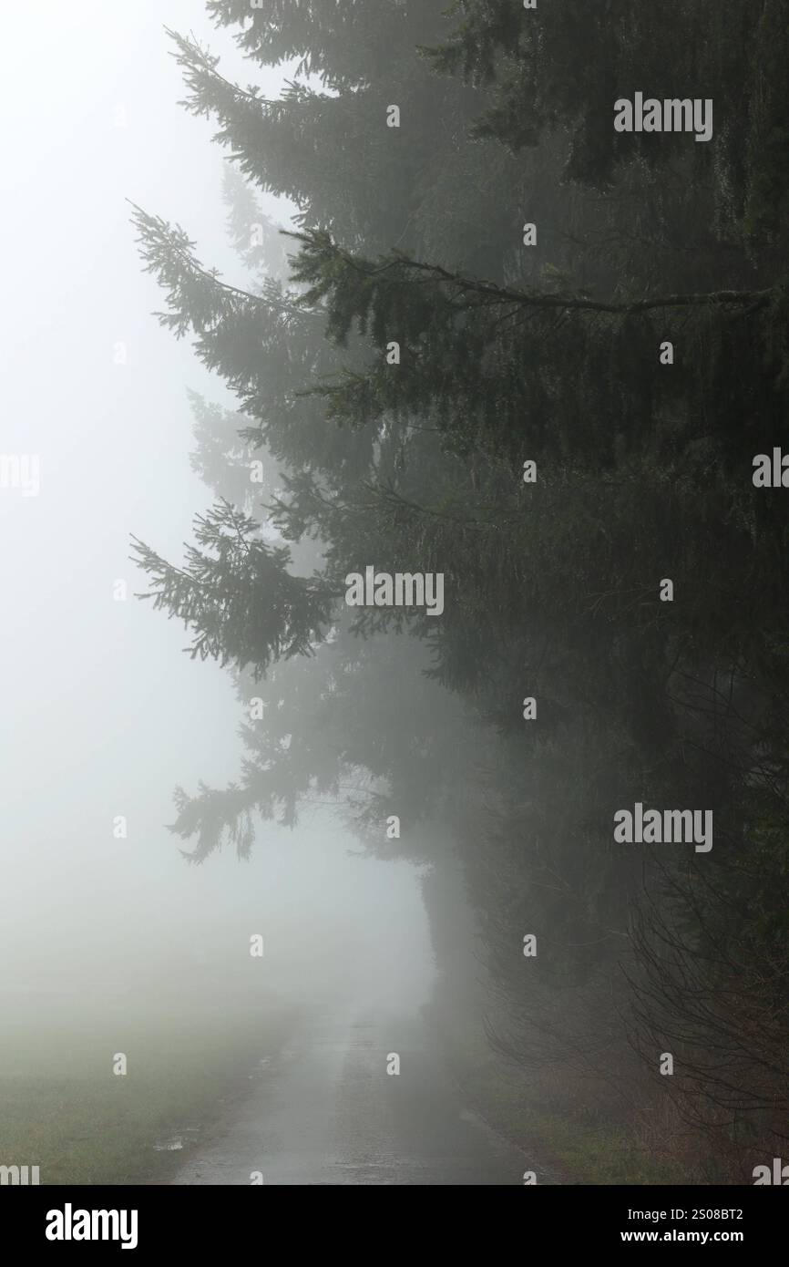 DAS Wetter AM 2. Weihnachtstag ist Trist und ungemuetlich ungemütlich. Eine Strasse Straße und Tannen BEI Siegen-Oberschelden im Nebel. Winter im Siegerland AM 26.12.2024 à Siegen/Deutschland. *** Le temps le jour de Noël 2 est morne et inconfortablement inconfortable Une route de route et des sapins près de Siegen Oberschelden dans l'hiver de brouillard à Siegerland le 26 12 2024 à Siegen Allemagne Banque D'Images