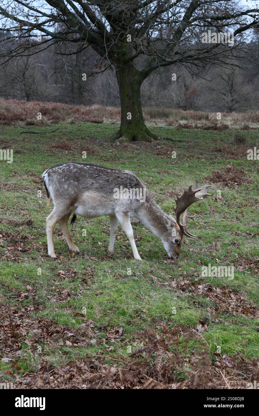 Cerf de pâturage Banque D'Images