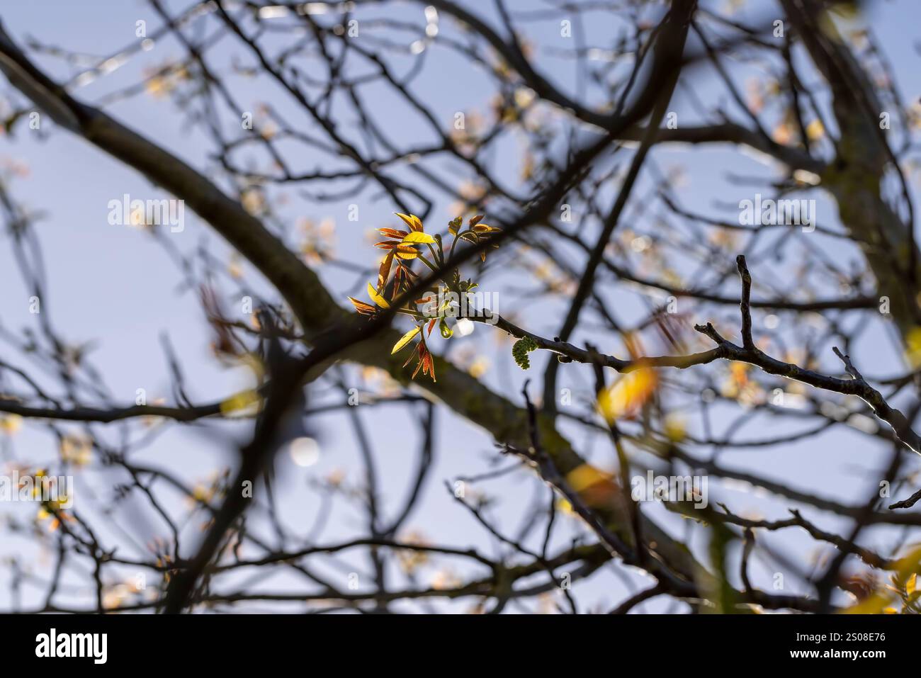 le premier feuillage et fleurs en forme de boucles d'oreilles en noyer, branches avec feuillage et fleurs de noyer sur un fond de ciel bleu Banque D'Images