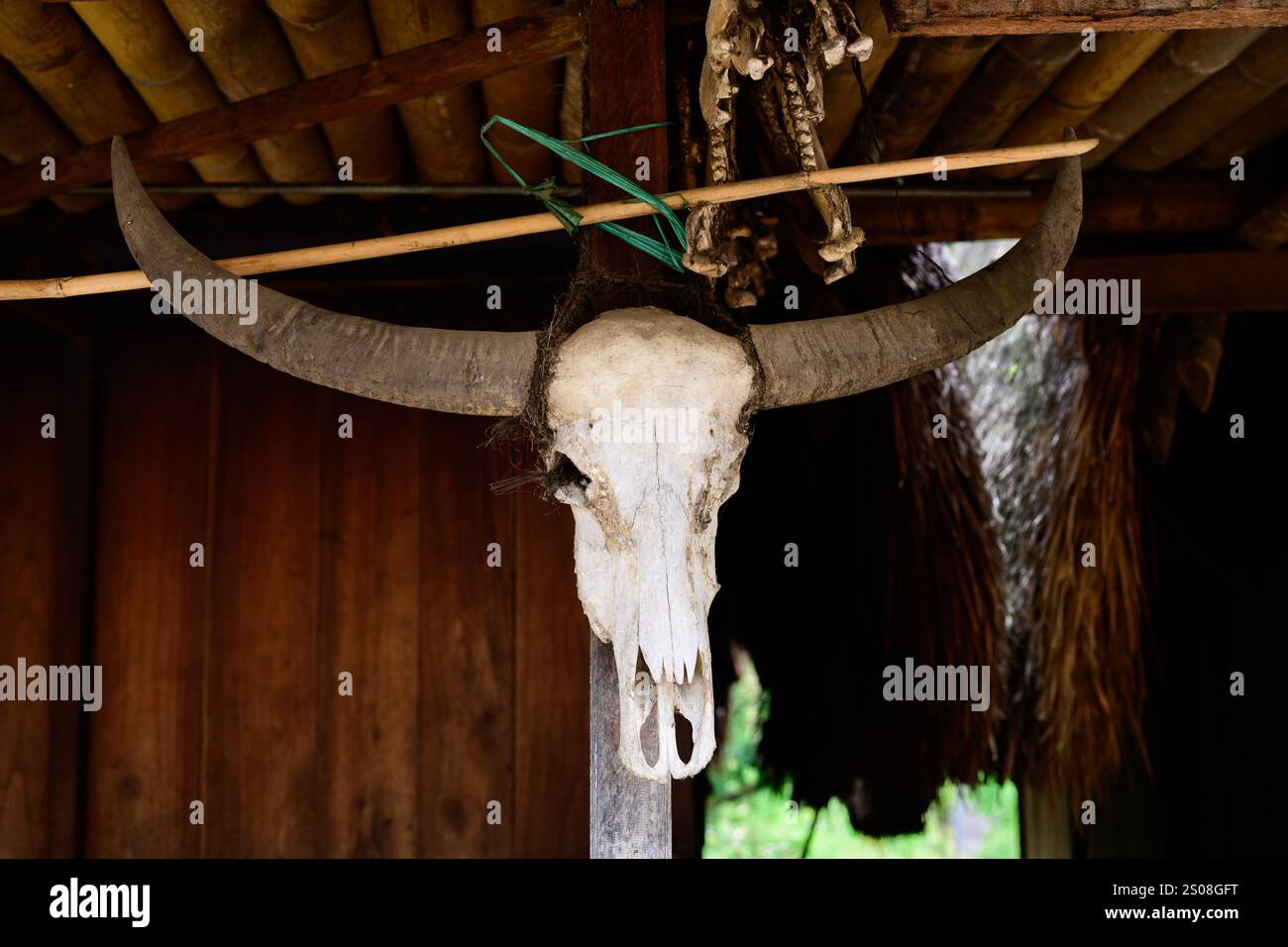 Crâne de buffle d'un sacrifice de la tribu Ngada dans le village traditionnel de Bena, Flores, Indonésie Banque D'Images