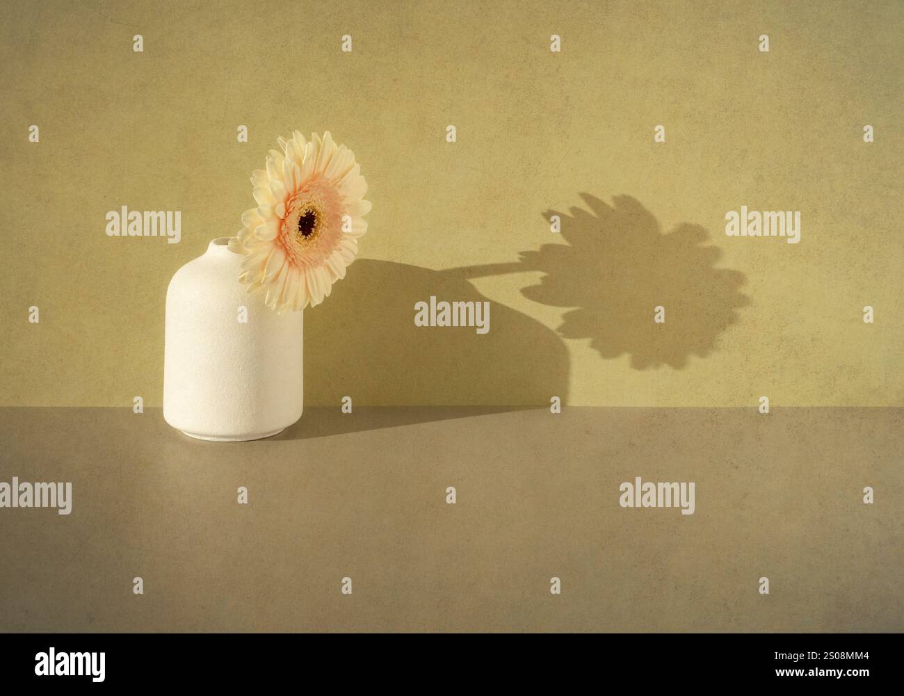Gerbera dans un vase avec des ombres sur le mur Banque D'Images