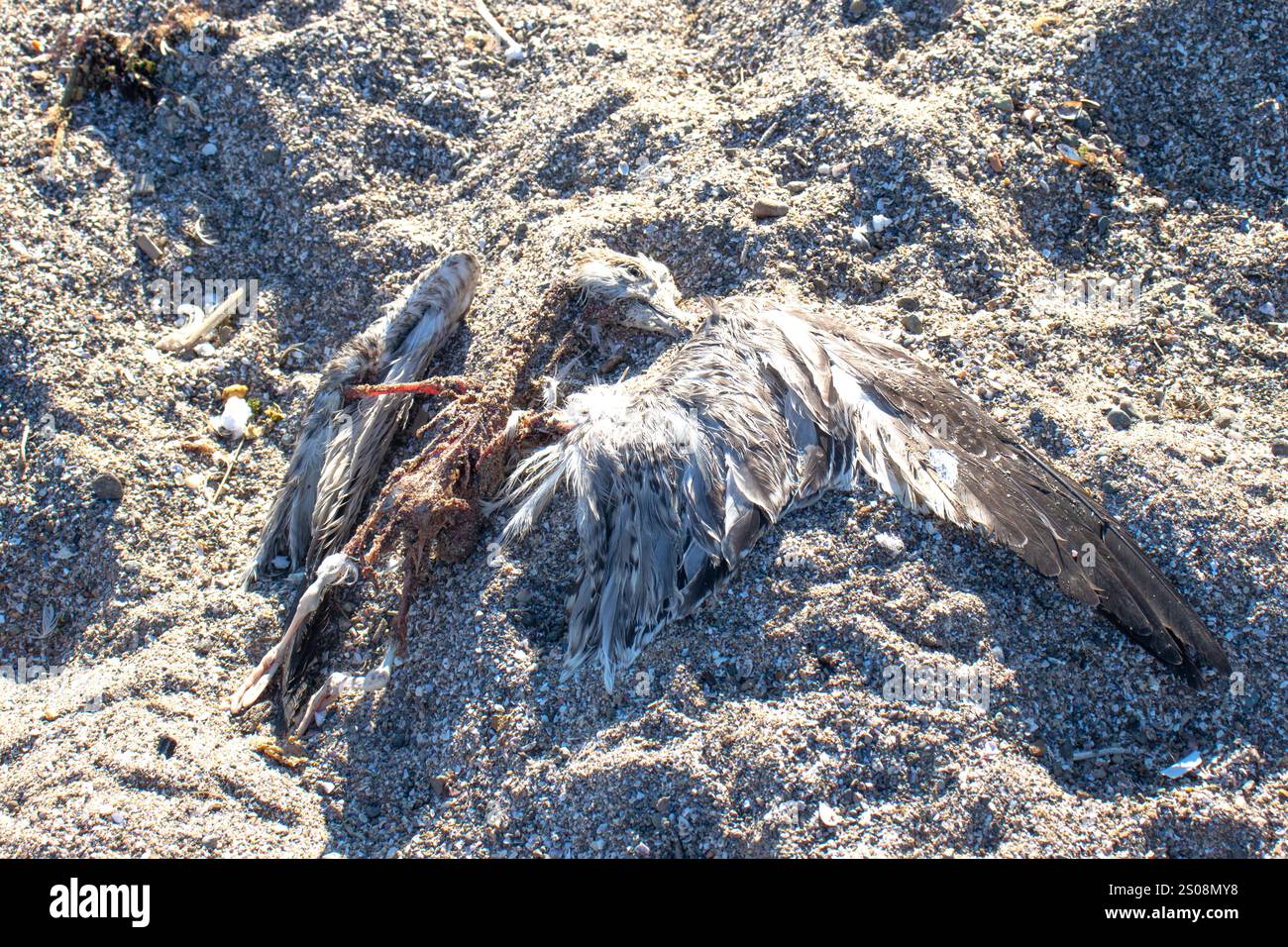 Charlière à oiseaux. Mouette morte sur la plage. Cycle naturel. Problèmes environnementaux ou concept d'idée de pollution. Animal. Photo horizontale. Pas de gens, personne. Banque D'Images