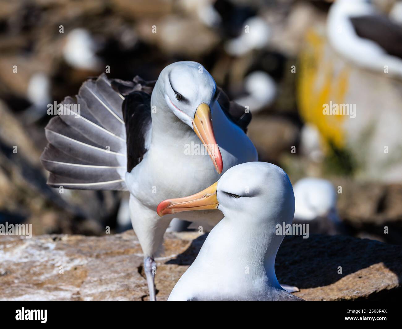 deux comportements d'accouplement d'albatros à bec noir avec affichage de plumes de queue et mouvements de danse rituels Banque D'Images