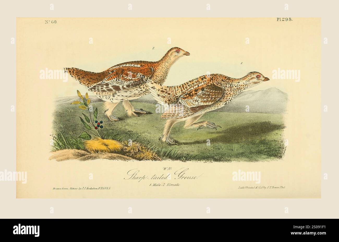 Le tétras à queue vif (Tympanuchus phasianellus), alias le tétras à queue vif ou tétras de feu. 1. Masculin 2. Féminin. D'après une illustration de John James Audubon dans le cinquième volume de son livre The Birds of America from Drawings made in the United States and their Territories, publié en 1842. Coloration ultérieure. Banque D'Images