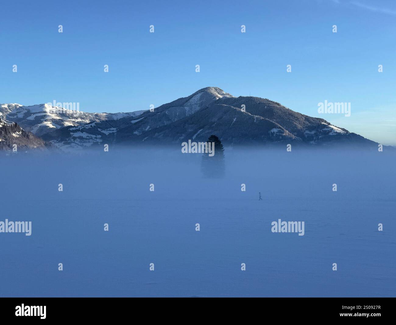 Champ de neige recouvert de brouillard. C'était un matin ensoleillé à l'aube. Il y avait un arbre au centre de la photo. Banque D'Images