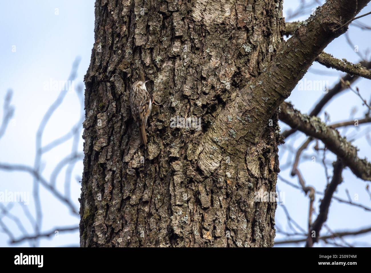 Petit oiseau grimpe à un arbre, appuyé sur sa queue. Le treinturier eurasien ou treinturier commun est un petit oiseau passereau. Certhia familiaris Banque D'Images