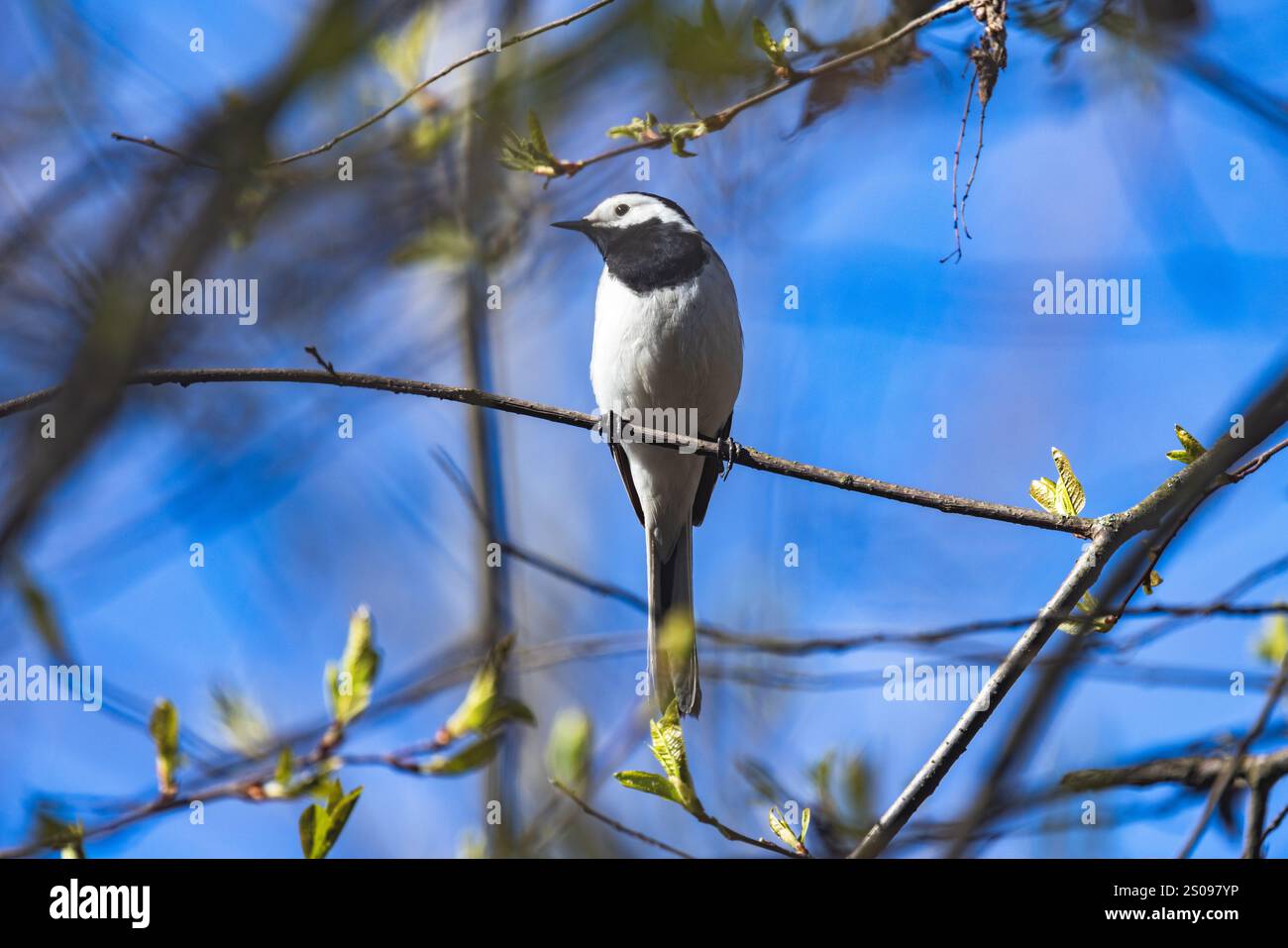 Little Bird est assis sur la branche d'arbre un jour de printemps. Motacilla alba est un petit passereau de la famille des Motacillidae Banque D'Images