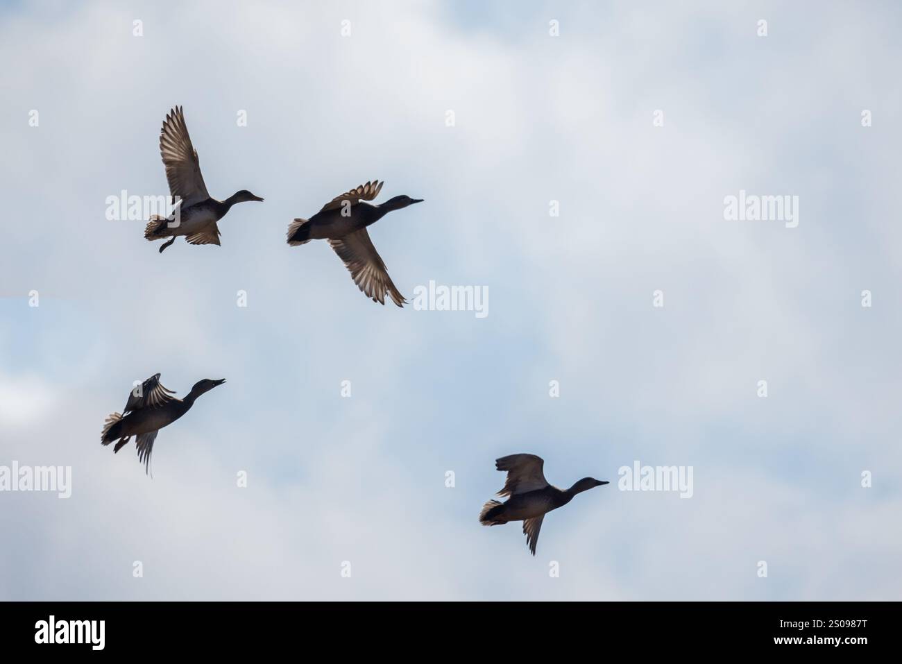 Quatre canards sauvages volent dans le ciel pendant la journée. Anas platyrhynchos Banque D'Images
