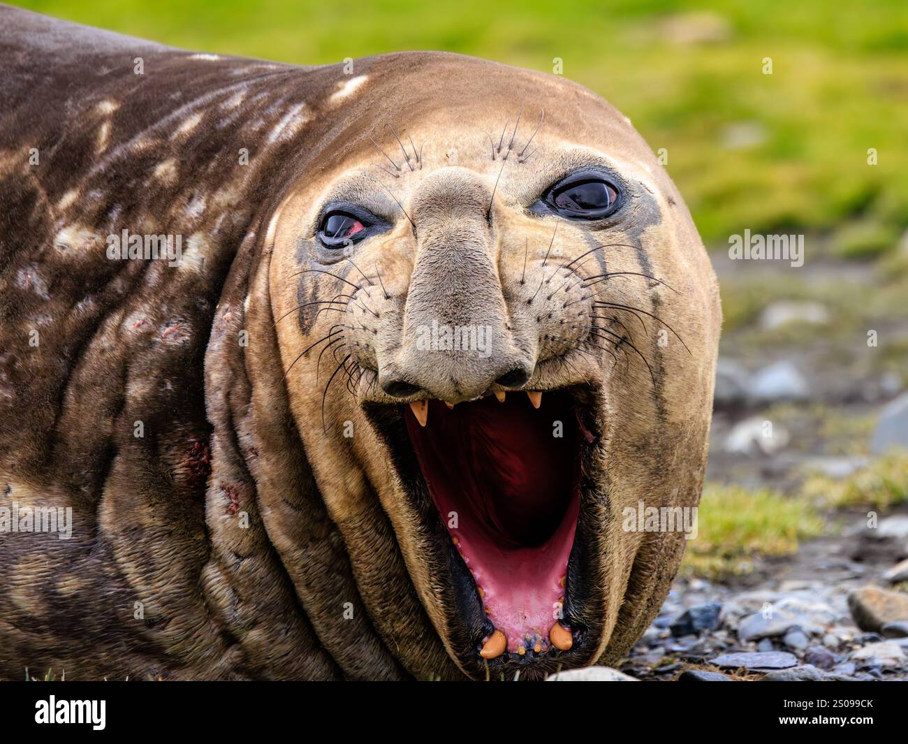 gros plan sur le visage d'un éléphant de mer mâle adulte reposant sur une plage herbeuse bâillant avec la bouche grande ouverte et les dents tranchantes féroces Banque D'Images