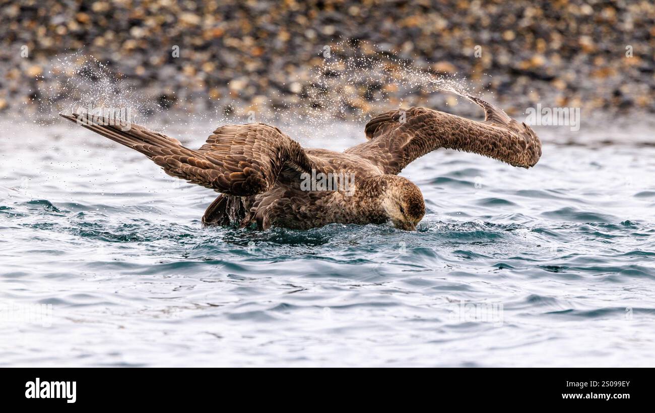un pétrel géant du nord se baignant et éclaboussant dans une eau peu profonde battant des ailes déployées devant le rivage de pierres de galets de la plaine de salisbury Banque D'Images