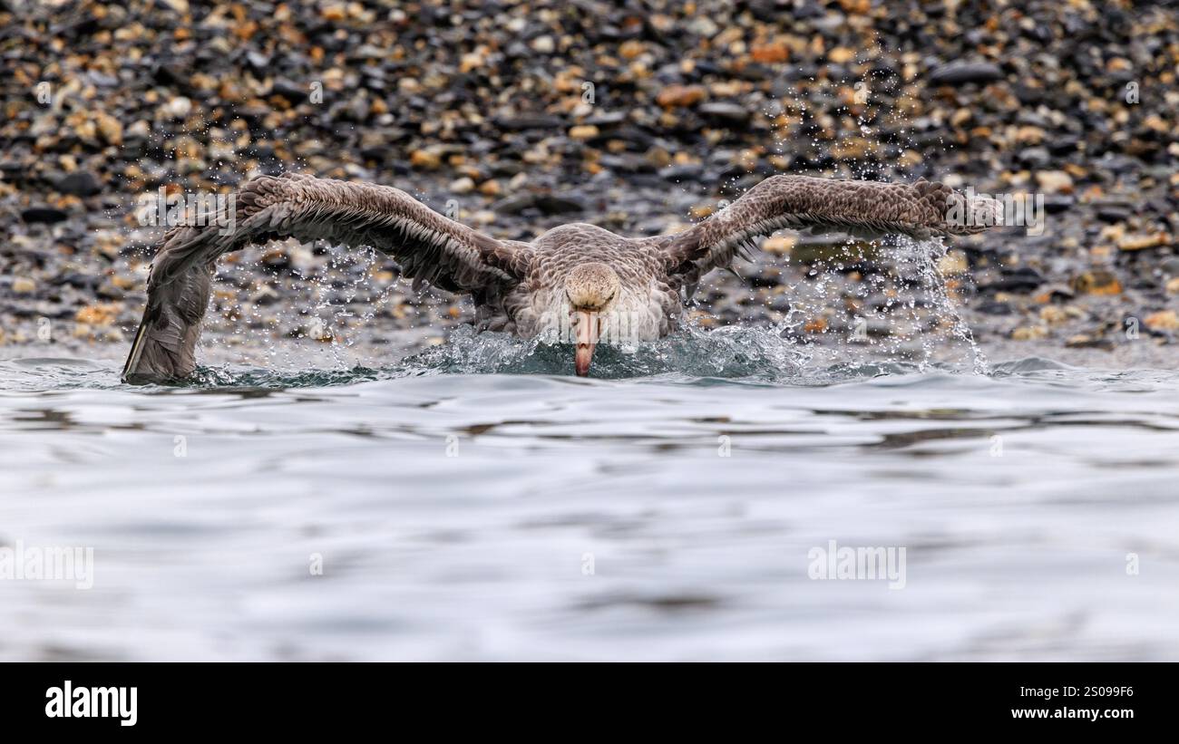 un pétrel géant du nord se baignant et éclaboussant dans une eau peu profonde battant des ailes déployées devant le rivage de pierres de galets de la plaine de salisbury Banque D'Images