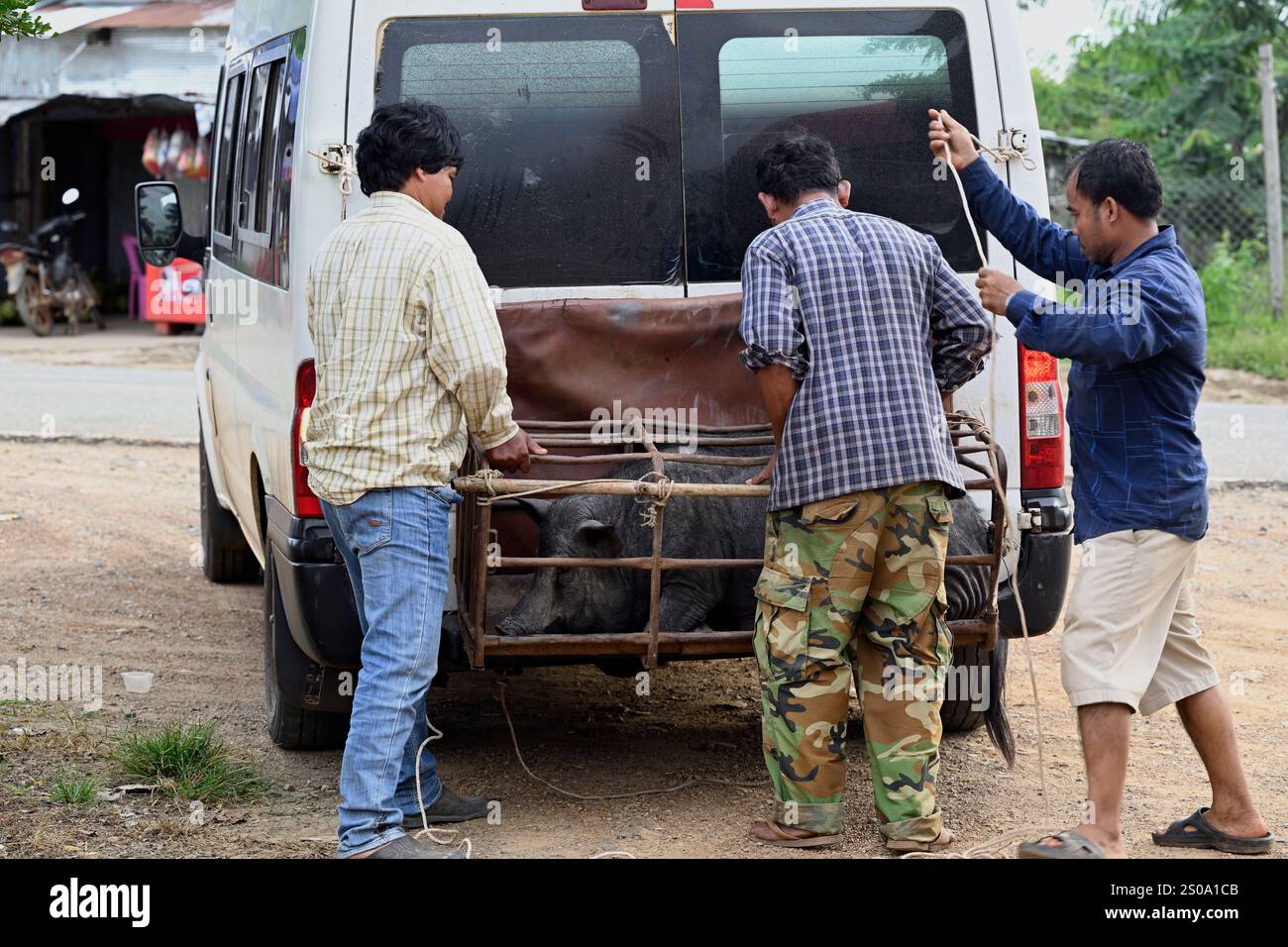 Les hommes attachent un cochon en cage à l'arrière d'une fourgonnette pour le transporter. Banque D'Images