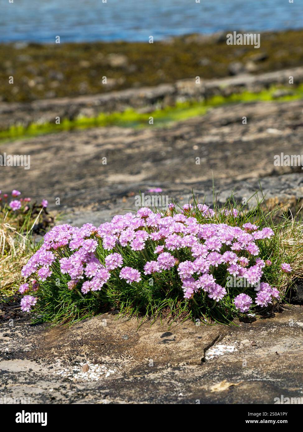 La thrift de la mer ( Armeria maritima ) pousse sur le rivage rocheux en Écosse, au Royaume-Uni Banque D'Images