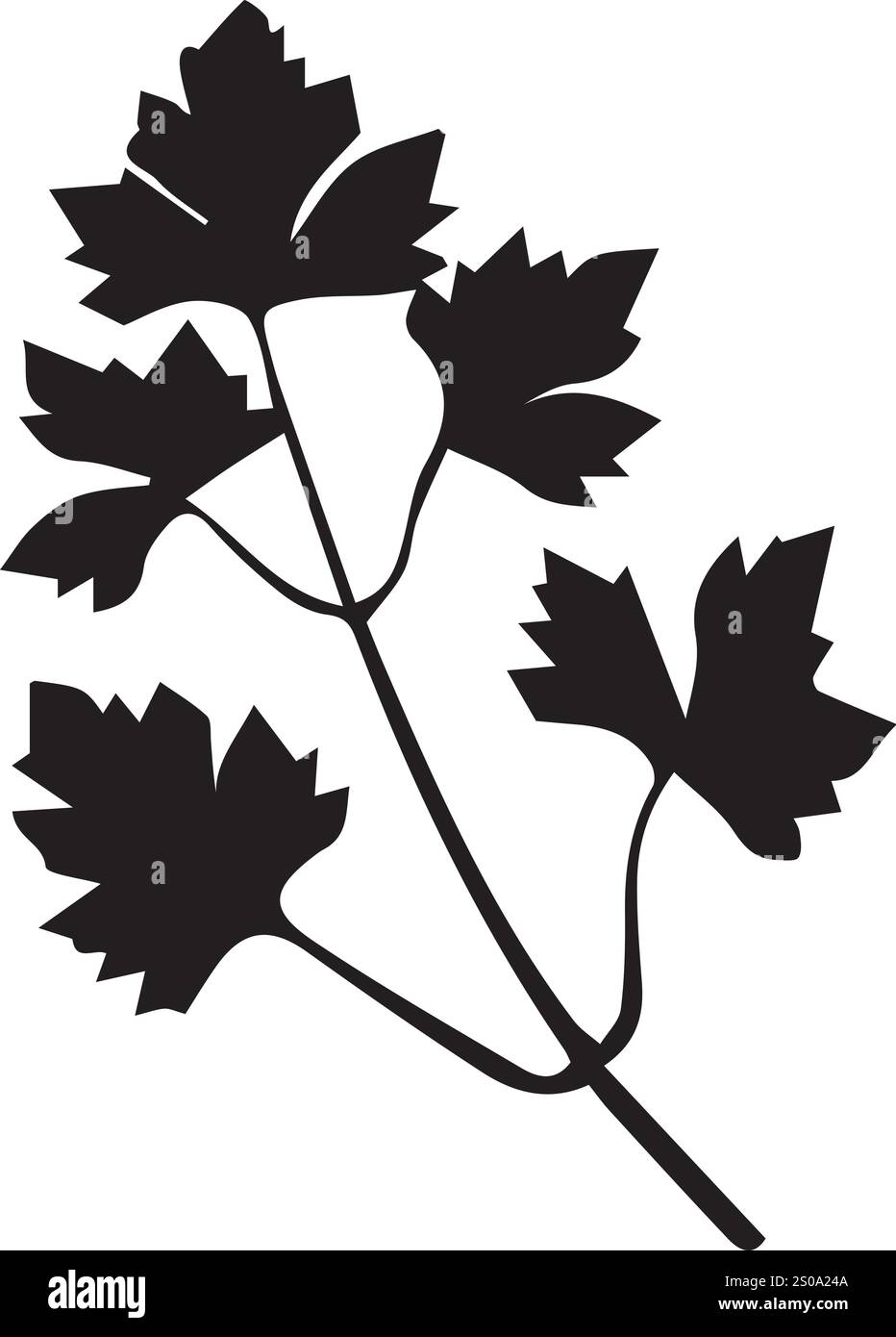 feuille de vecteur, cactus, rose, dessins de fleurs de marguerite Illustration de Vecteur