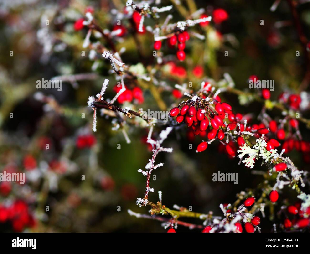 Baies rouges sur une haie taillée recouverte de cristaux de gel Banque D'Images