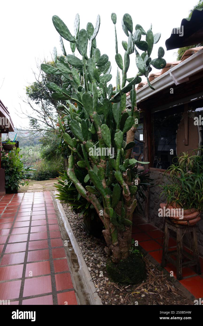 Un cactus de barbarie vibrant prospère dans un cadre extérieur paisible, ajoutant une touche de beauté naturelle à la scène. Banque D'Images