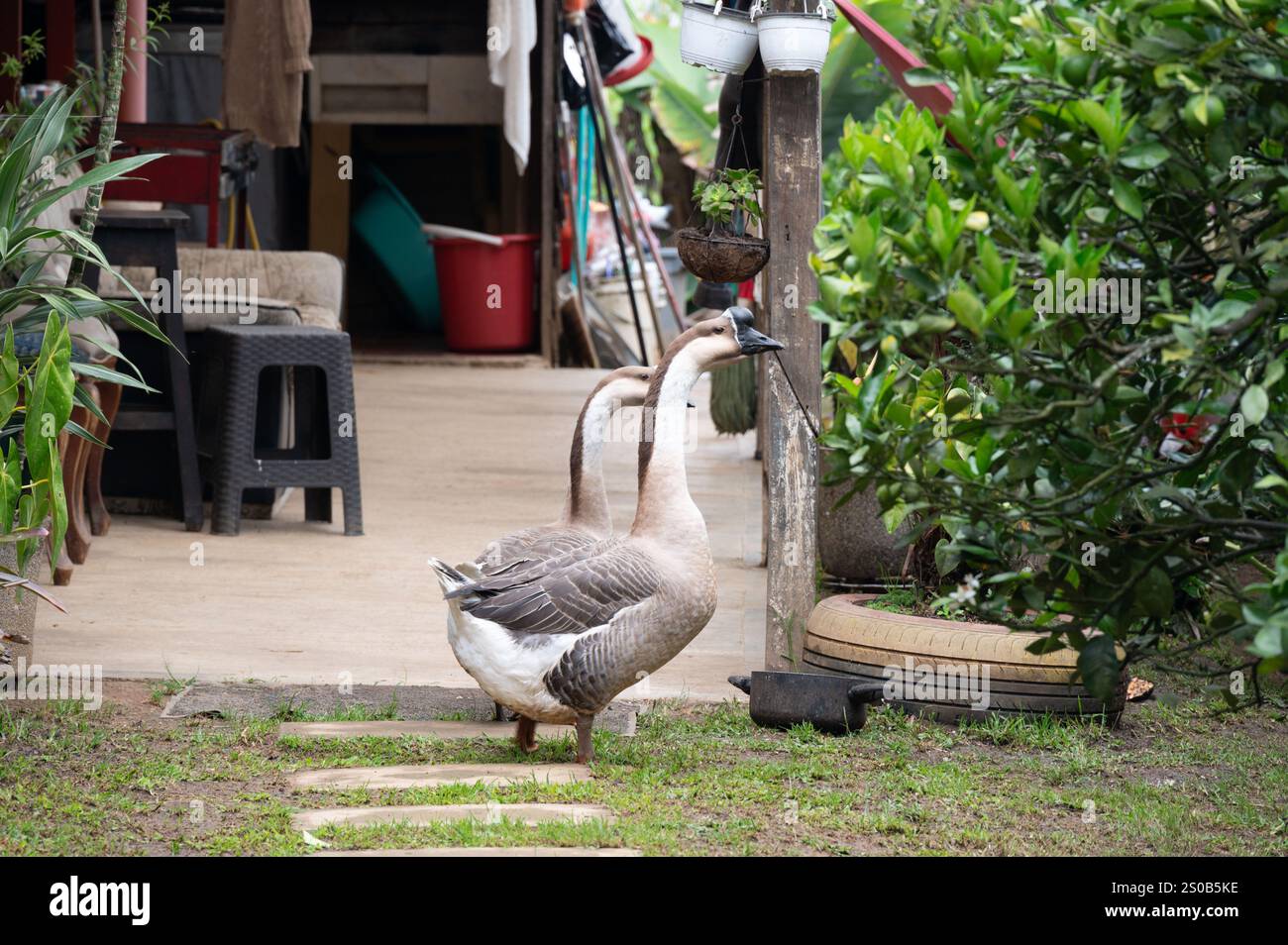 Scène de ferme paisible : deux oies se promènent dans un jardin luxuriant, près d'une maison rustique. Banque D'Images