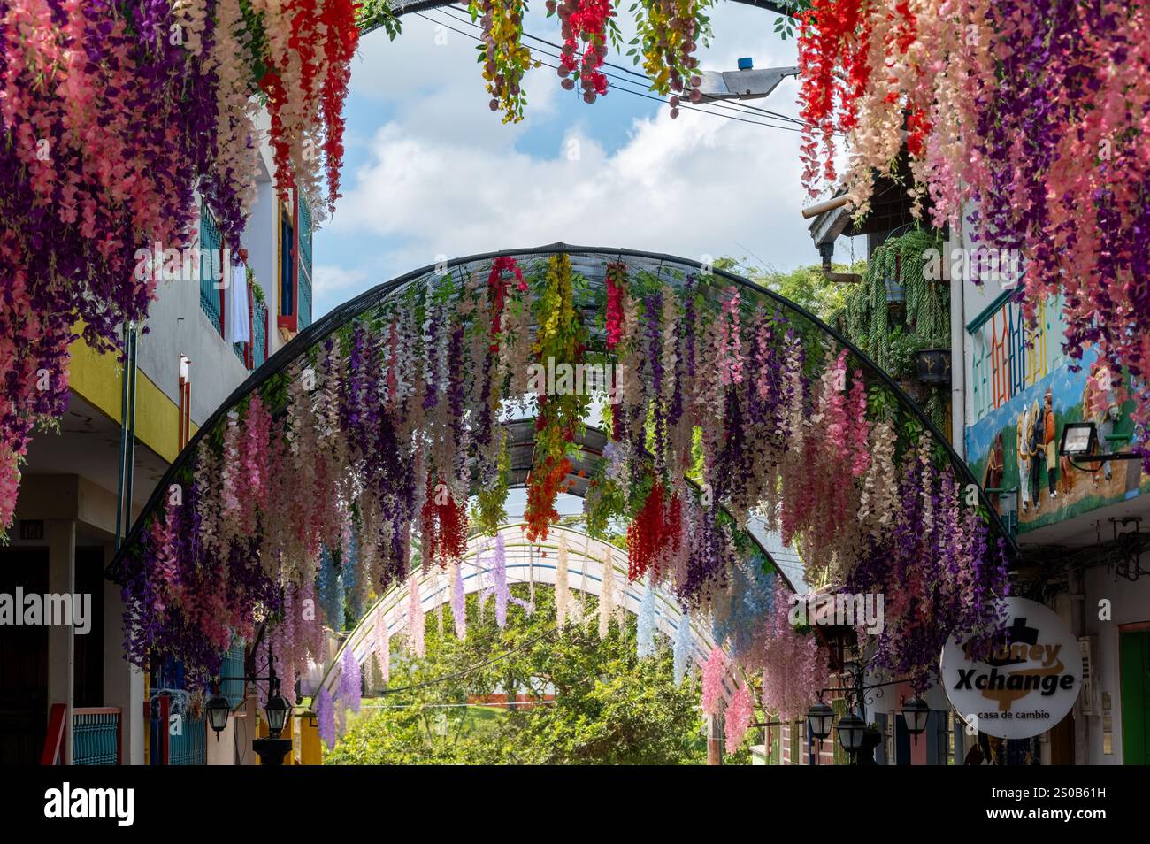 Une passerelle vibrante ornée de fleurs en cascade crée une atmosphère magnifique et enchanteresse à couper le souffle. Banque D'Images