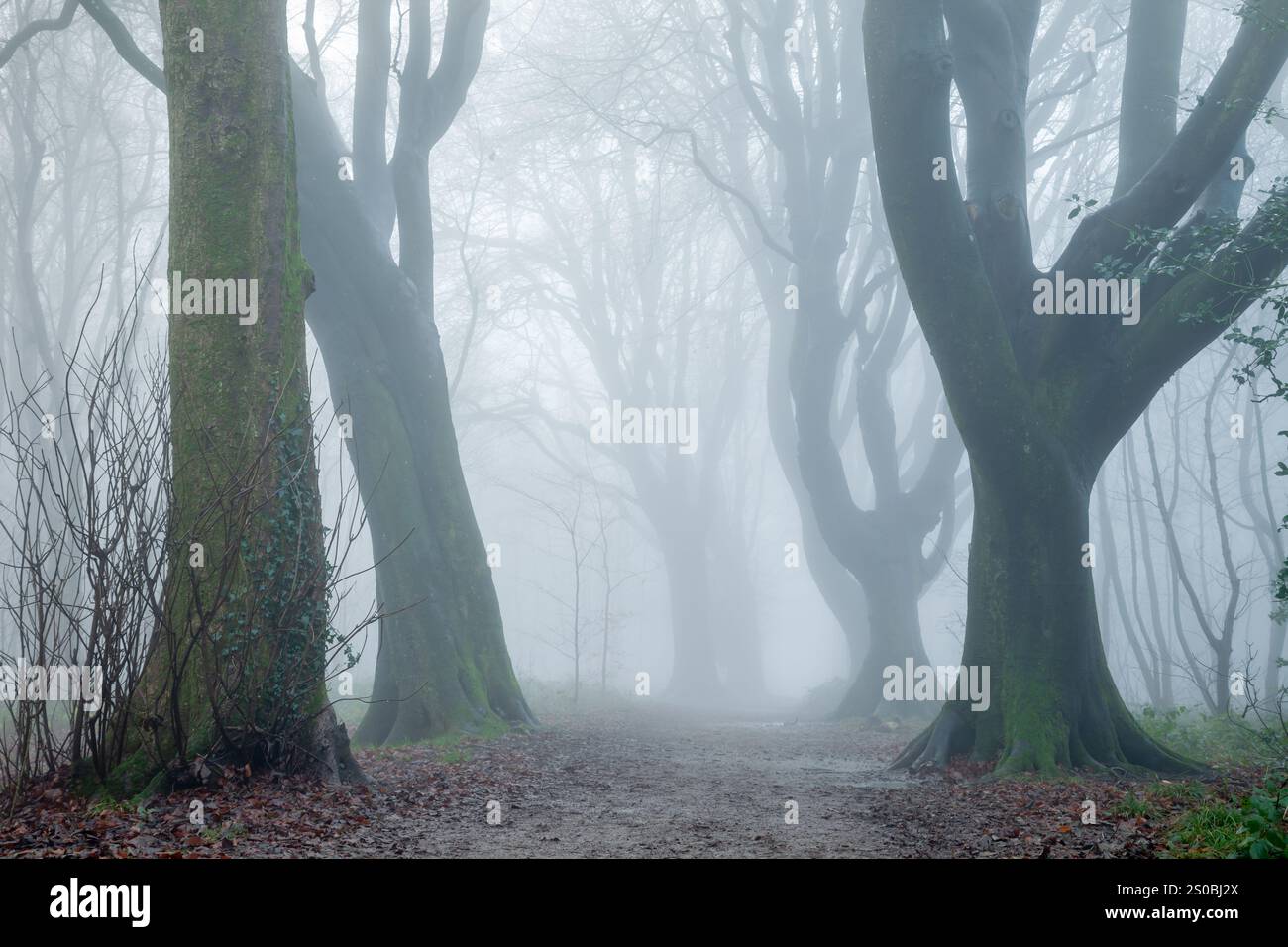 Matin d'hiver brumeux à Stanmer Park, East Sussex, Angleterre. Banque D'Images