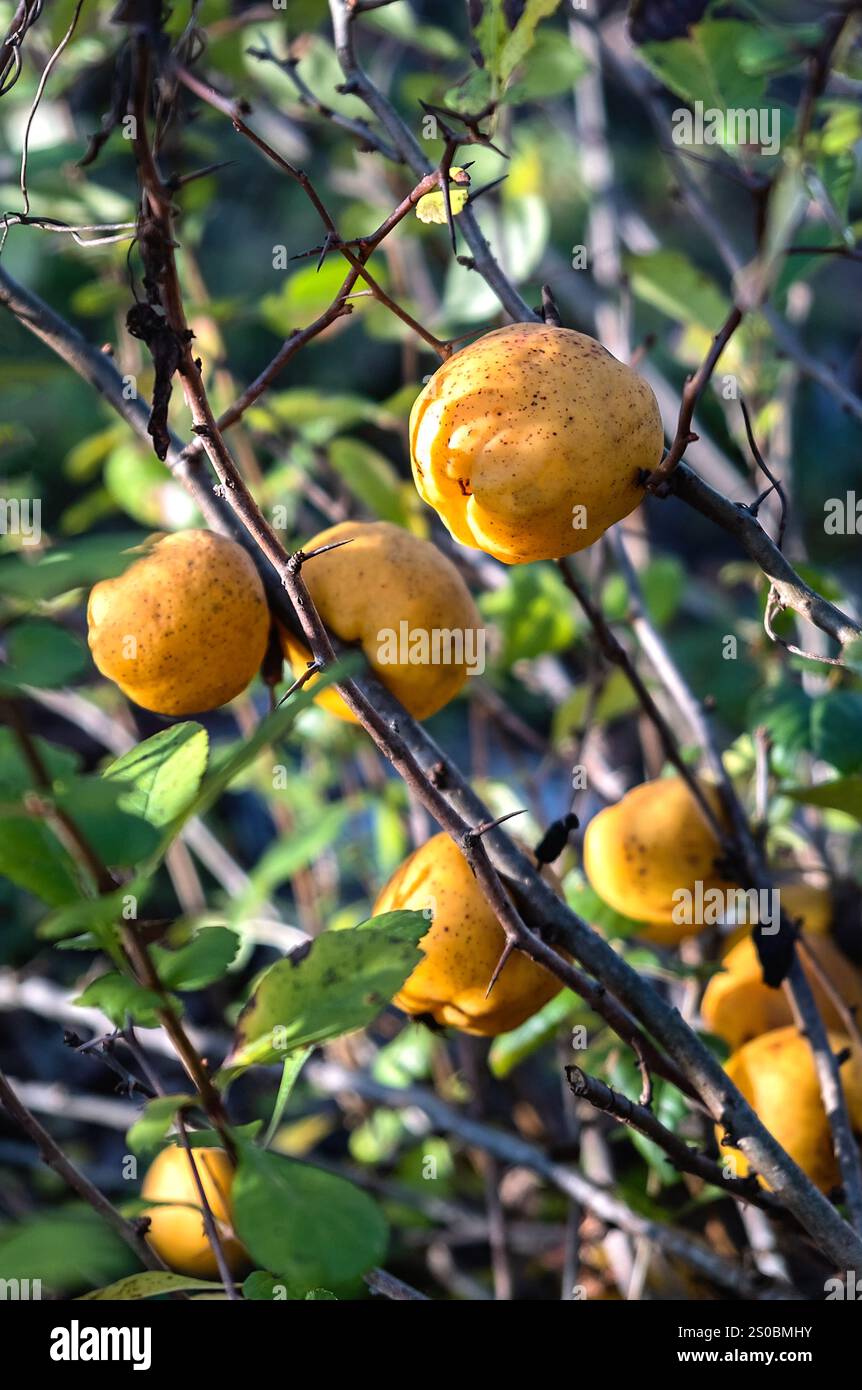 Fruits jaunes mûrs de l'arbuste Chaenomeles japonica dans le jardin d'automne en gros plan. Recadrage vertical. Banque D'Images