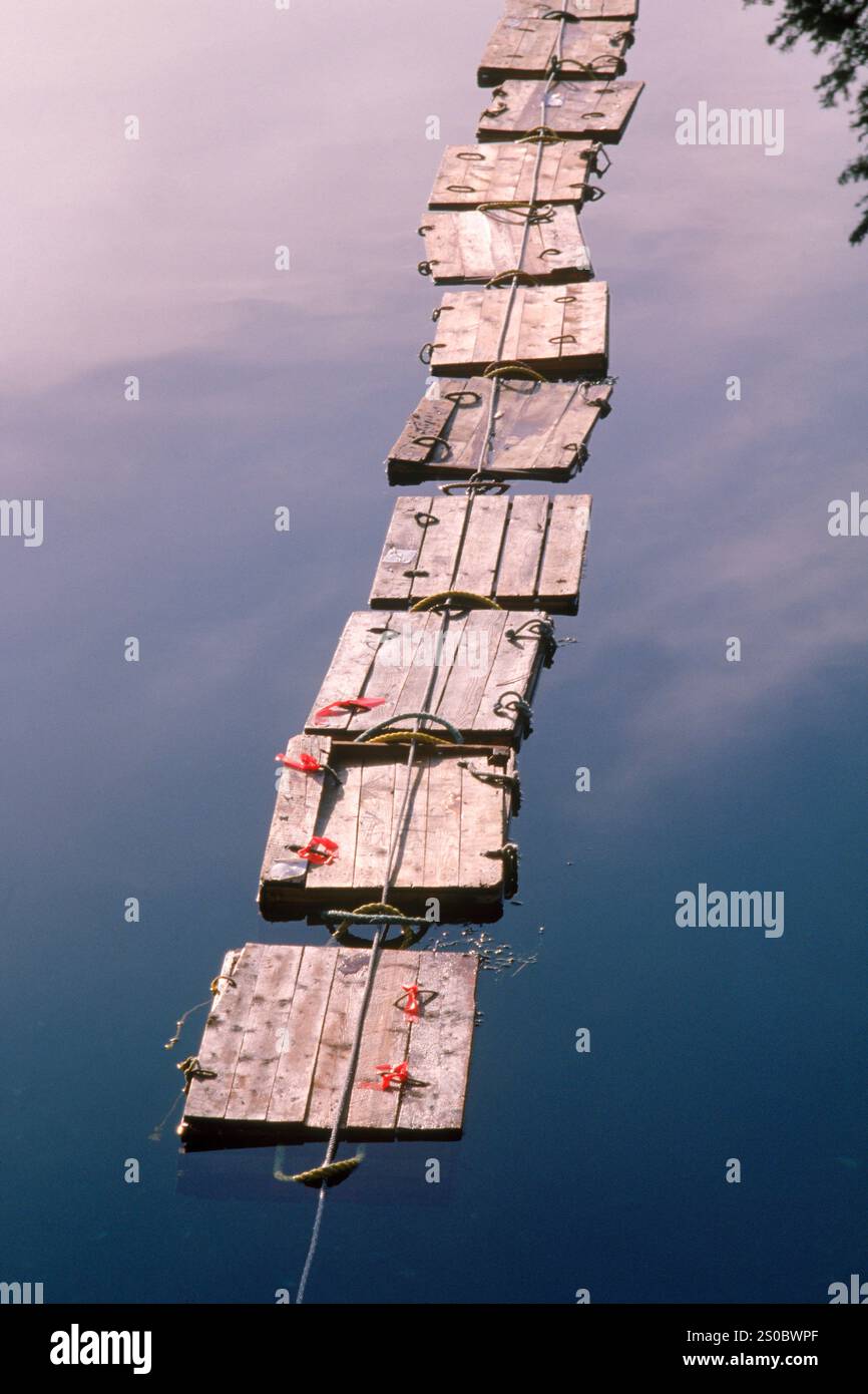 caisses de homards Banque D'Images