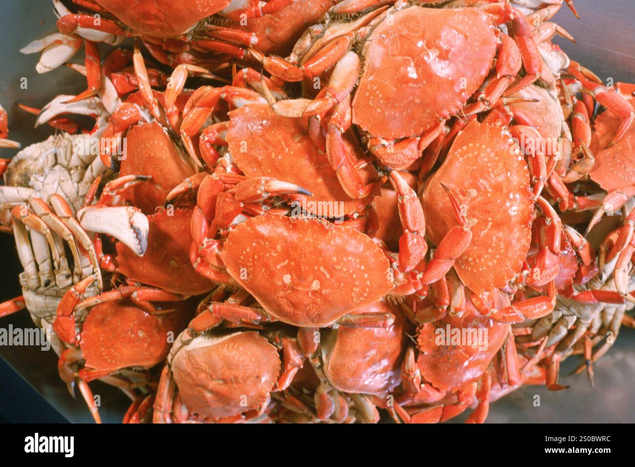 panier de crabes Banque D'Images