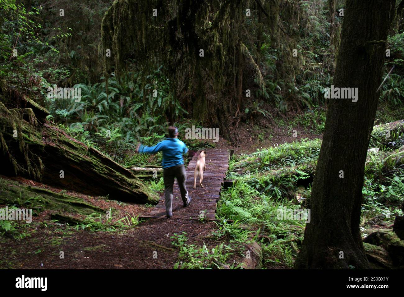 Une femme promène son chien devant des séquoias Banque D'Images