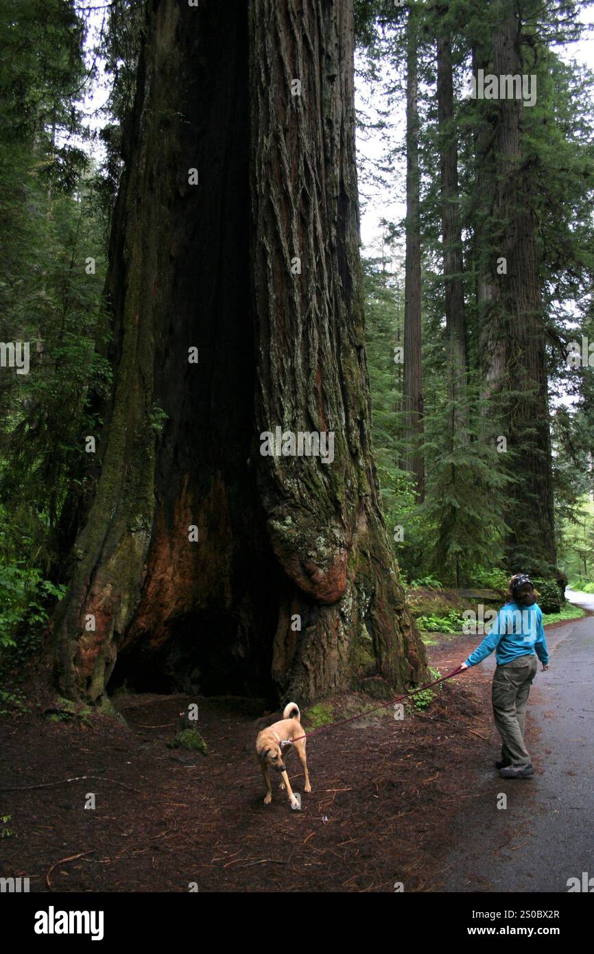 Une femme promène son chien devant des séquoias Banque D'Images